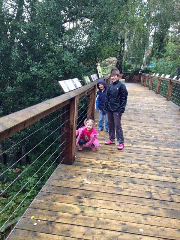 Children on a wooden walkway over greenery.